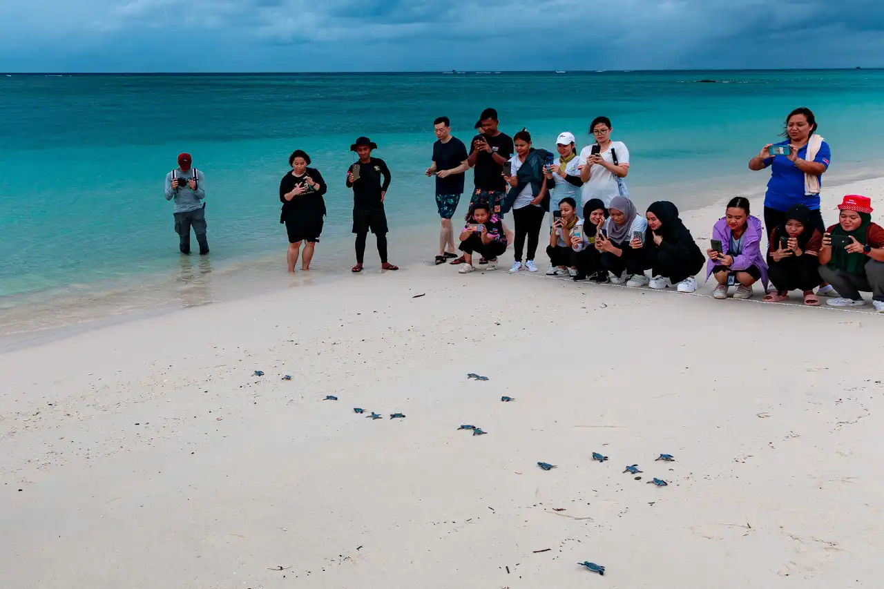 Turtle Releasing Programme